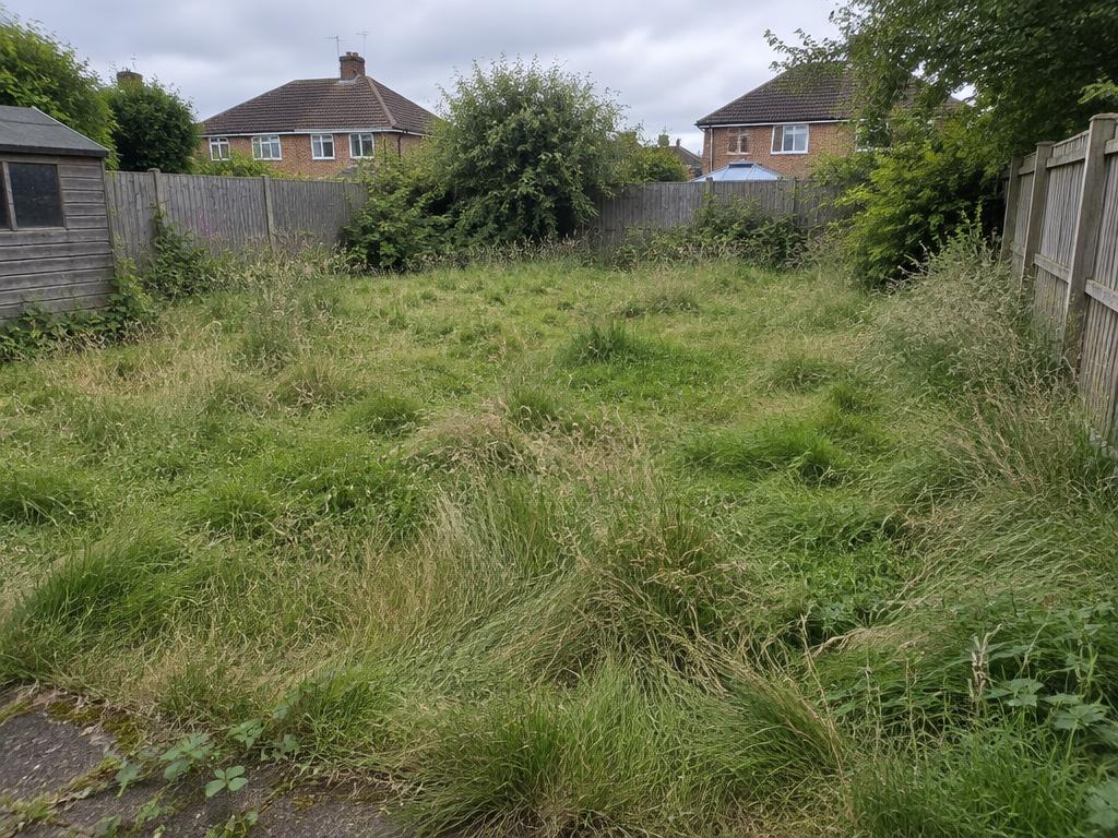 Overgrown backyard before a mowing job